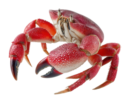 Crab crawling on shoreline marine habitat