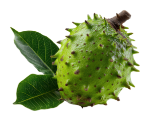 Harvesting green spiky fruit nature's bounty view