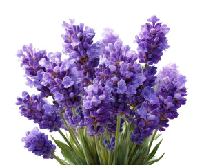 Lavender bouquet arrangement floral bright