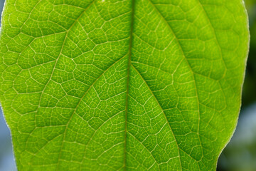 Leaf vein texture under sunlight