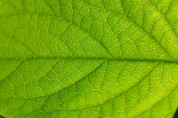 Leaf vein texture under sunlight