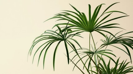 style papyrus plant