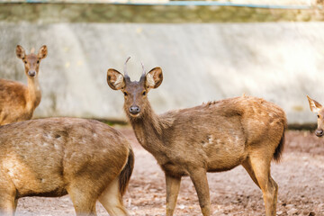 Deer live in the zoo's forest and eat grass.