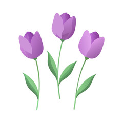 Three Pastel Purple Tulips Spring Floral Design Element Graphic