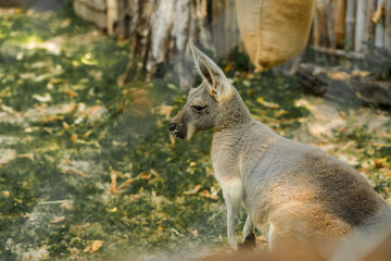 Fototapeta premium Kangaroo with baby joey in the zoo pouch on grass