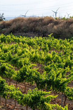 Vineyard slopes extending toward horizon with scattered wind turbines in Terra Alta, Catalonia, Spain, depicting sustainable development and Mediterranean agricultural heritage under sunny skies.