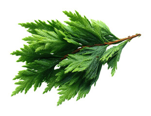 Fresh green cypress leaf on nature study