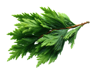 Fresh green cypress leaf on nature study