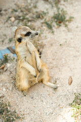 Obraz premium Meerkats live in glass tanks at the zoo.