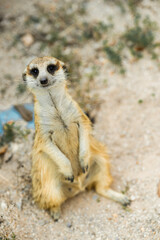 Fototapeta premium Meerkats live in glass tanks at the zoo.