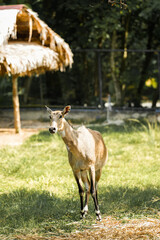 Nilgai Deer standing in a quiet forest surrounded by trees and grass