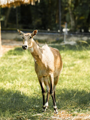Nilgai Deer standing in a quiet forest surrounded by trees and grass
