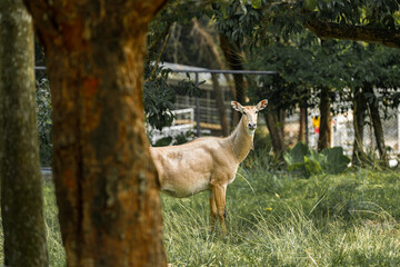 Nilgai Deer standing in a quiet forest surrounded by trees and grass