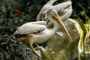 Pelecanus philippensis stands on the edge of a pond in the middle of nature.