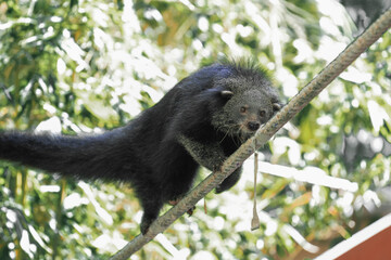 Paradoxurinae climbing on a rope in a zoo show.