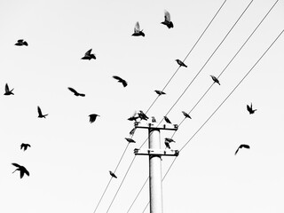 birds flying from a lamppost