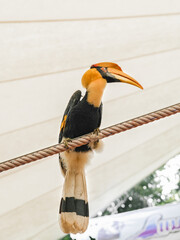 Great Hornbill is perched on a rope and performing a show in a zoo.