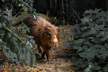 Capybara live in a natural forest setting