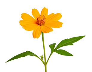  Single Mexican Sunflower (Tithonia rotundifolia) Close-Up Isolated on Transparent Background PNG