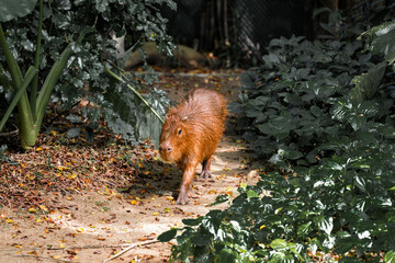 Capybara live in a natural forest setting