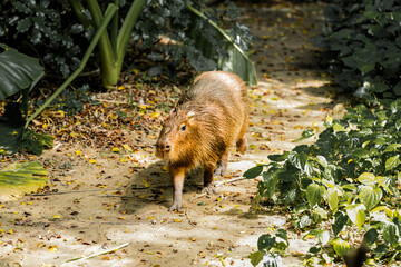 Capybara live in a natural forest setting