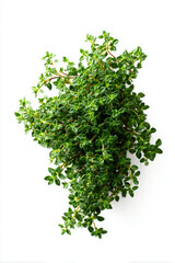 Obraz premium Creeping thyme looks fresh. Herb is naturally beautiful and isolated