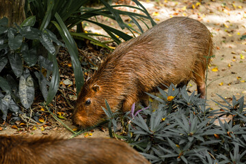 Capybara live in a natural forest setting