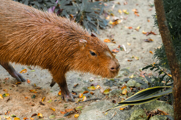 Capybara live in a natural forest setting