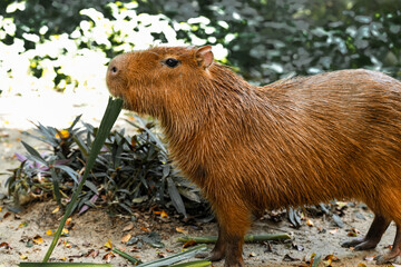 Capybara live in a natural forest setting