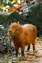 Capybara live in a natural forest setting