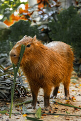 Capybara is standing and eating grass and living in a simulated forest in a zoo.