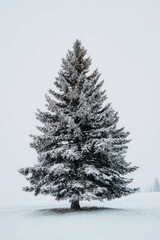 Snowy pine stands majestic, its winter coat gleaming, peaceful winter scene