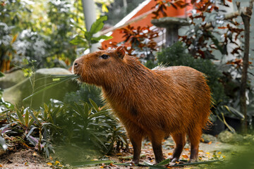 Capybara is standing and eating grass and living in a simulated forest in a zoo.