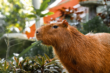 Capybara is standing and eating grass and living in a simulated forest in a zoo.