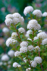 White bloom and branch look fresh and clean, bring joy and hope