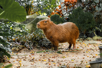 Capybara is standing and eating grass and living in a simulated forest in a zoo.