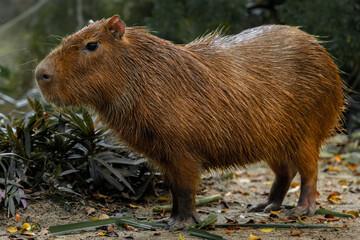 Capybara is standing and eating grass and living in a simulated forest in a zoo.