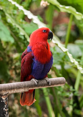 Eclectus Parrot Red and Blue Macaw Parrots Perched in Tropical Nature