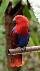 Eclectus Parrot Red and Blue Macaw Parrots Perched in Tropical Nature