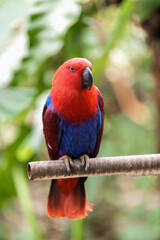 Eclectus Parrot Red and Blue Macaw Parrots Perched in Tropical Nature