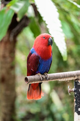 Eclectus Parrot Red and Blue Macaw Parrots Perched in Tropical Nature