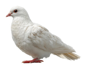 Serene white dove perched gracefully in