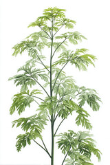 Naklejka premium Tall aralia plant displays its lacy leaves with vibrant, fresh appeal