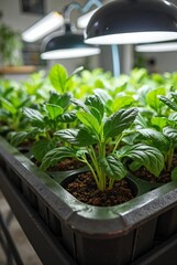 Young green seedlings sprout from small containers of rich soil under bright artificial lights in a modern indoor farming system designed for controlled growth, vertical composition
