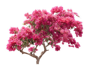 Fototapeta premium Vibrant bougainvillea blooms nature scene garden