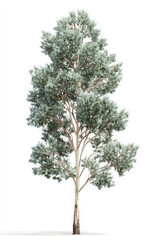 Tall eucalyptus tree leaves appear soft, dusty, and captivating