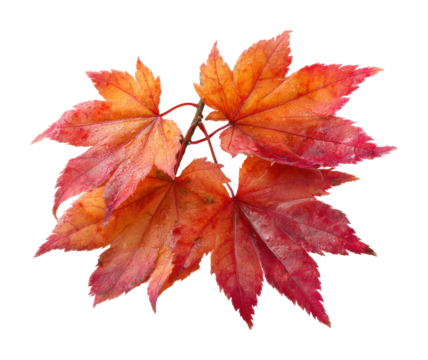 Autumn leaves display natural plant composition