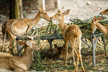 Deer stand together and eat food.