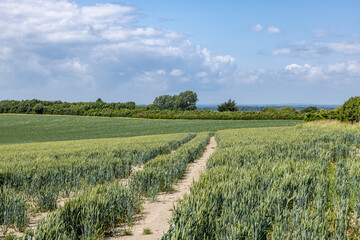 A pathway through a field of cereal crops in rural Sussex, on a sunny summer's day