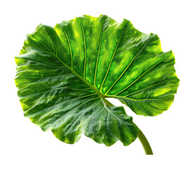 Obraz premium Vibrant leaf nature botanical green environment